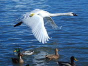 Trumpeter Swan in flight