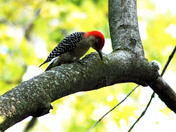 Red Bellied Woodpecker