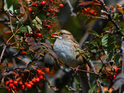 White Throated Sparrow