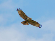 Red Tailed Hawk