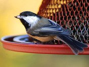 Black Capped chickadee taking a meal