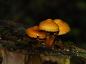 A trio of mushrooms growing on a rotting stump