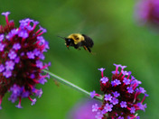 How pollination wowrks