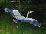 Great Blue Heron Flight