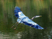 Great Blue Heron in flight