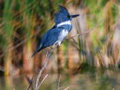 Belted Kingfisher
