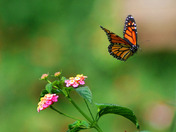 Monarch In Flight