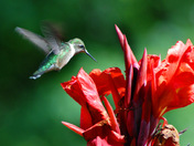 Hummingbird