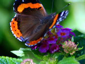 Red Admiral Butterfly