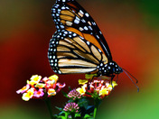 Monarch Butterfly