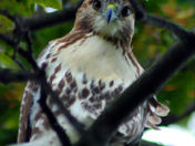 Hawk keeping a eye on me