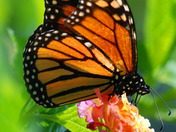Monarch Butterfly
