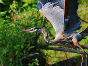 Great Blue Heron Taking Flight