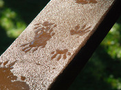 Racoon paw Prints in the morning dew