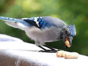 One Ugly Blue Jay