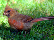 Baby Northern Cardinal