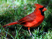 Male Northern Cardinal