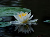 Water Lilly after the rain