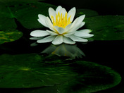 Water lilly open