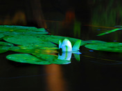Water Lilly closed up for the day
