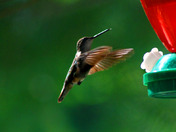 Hummingbird