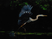 Great Blue Heron Taking Flight