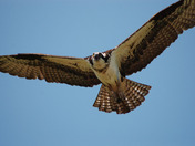 Osprey