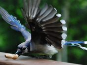 Blue Jay taking the bait