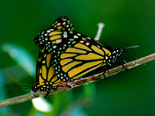 Mating Monarchs