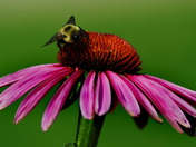 Bee on Purple Cone Flower