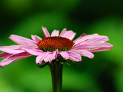 Purple Cone Flower