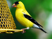 American Gold Finch