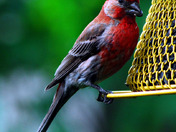 Purple Finch at the feeder