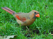 Female Northern Cardinal
