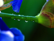 Rain drops on the Stem