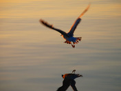 Reflected Gull