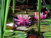 Pink Water Lily