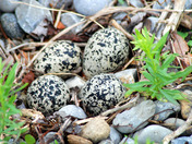 Killdeer Eggs