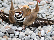 Pretending to be wound or injured