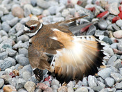 Wounded Killdeer Not