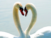 Courting Mute Swans