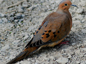Mourning Dove