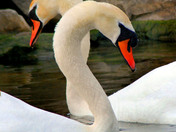 Mute Swans