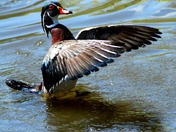 Wodd Duck wing extension