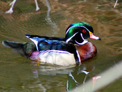 Male Wood Duck