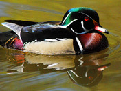 Malae Wood Duck
