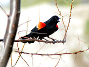 Singing to attrack a mate