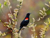 Red winged Black Bird