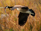Flying Canada Goose
