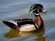 Male Wood Duck